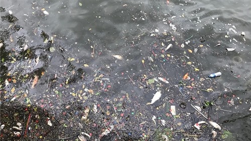 Cá chết lẫn rác thải dạt vào ven bờ hồ Tây