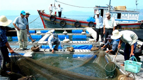 Xuất khẩu sản phẩm nuôi biển hướng tới mục tiêu 1,5 tỷ USD