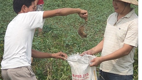 Hà Nội: Tập trung diệt chuột hạn chế vật chủ trung gian làm lây lan bệnh dịch tả lợn châu Phi