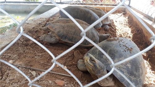 Quảng Nam: Tịch thu 7 cá thể rùa trọng lượng hơn 30kg nghi là rùa quý hiếm