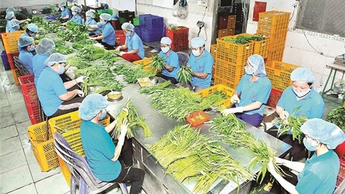 Nhiều lô hàng nông sản của Việt Nam xuất khẩu bị trả về