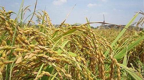 Xuất khẩu gạo trong 4 tháng đầu năm giảm tất cả các mặt