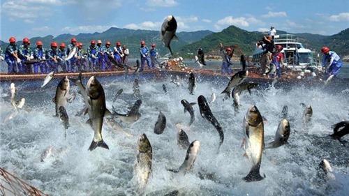 Nga - Thị trường “thất thường” với cá tra Việt Nam