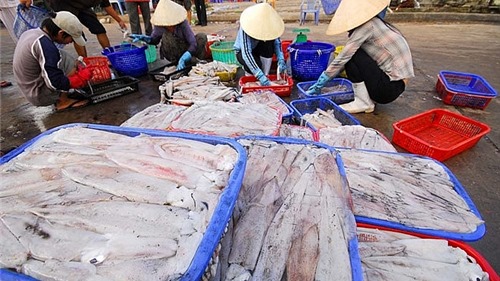 Hàn Quốc thị trường xuất khẩu mực, bạch tuộc lớn nhất của Việt Nam