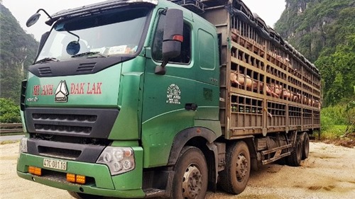 Thanh Hóa: Bắt giữ, tiêu hủy 160 con lợn nghi nhiễm dịch tả châu Phi