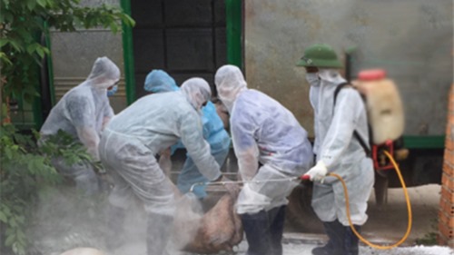 Thêm ổ dịch tả lợn châu Phi vừa phát hiện tại Bình Thuận