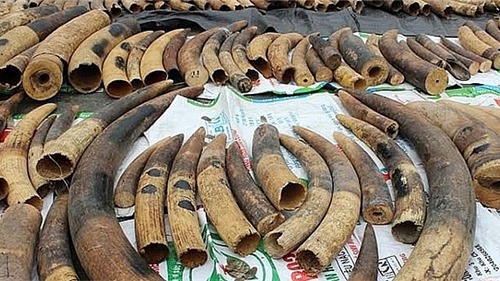 Hơn 7 tấn vảy tê tê, ngà voi "đội lót" nhựa đường cập cảng Nam Hải Đình Vũ