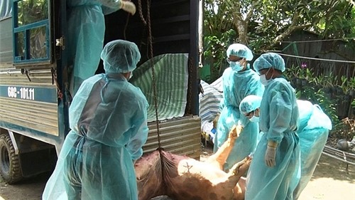 Hà Nội  tiêu hủy 10.000 con lợn nhiễm dịch tả châu Phi mỗi ngày
