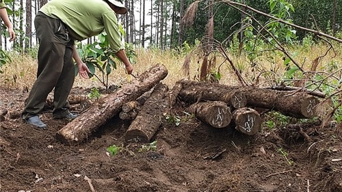Lâm Đồng: Khai quật được hàng trăm lóng gỗ thông dưới lòng đất