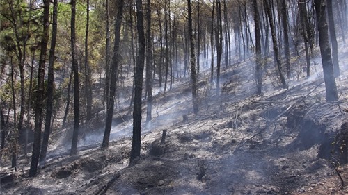 Sáng cứu 5 người khỏi vụ cháy nhà, trưa khống chế vụ cháy rừng thông hàng chục năm tuổi
