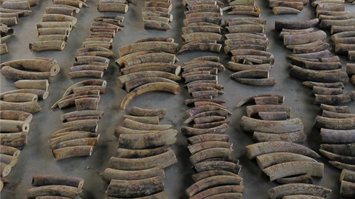 Singapore bắt giữ gần 9 tấn ngà voi trên đường đến Việt Nam