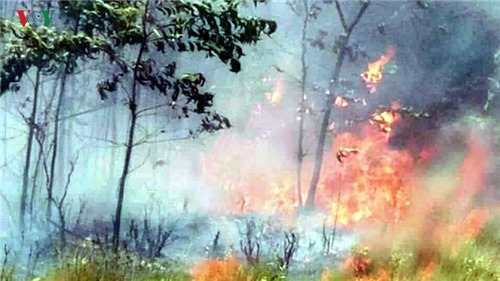Cháy 20 ha rừng trồng của người dân tại Thừa Thiên - Huế