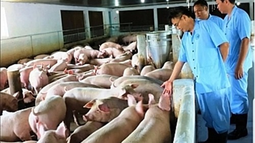 Hà Nội: 177 xã, phường đã qua 30 ngày không phát sinh bệnh Dịch tả lợn châu Phi