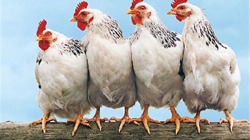 Nguy cơ vỡ nợ hàng loạt ngành chăn nuôi gà công nghiệp 