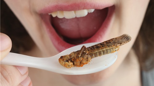 Ăn côn trùng như thế nào cho an toàn? 