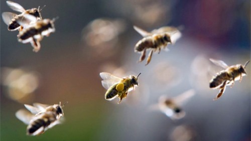 Hướng dẫn cách xử lý khi bị ong đốt