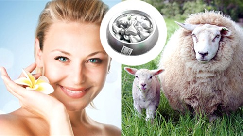 Cẩn trọng khi làm đẹp từ nhau thai cừu không rõ nguồn gốc
