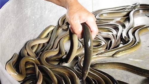 Ăn lươn "ngậm" thuốc tránh thai có tác hại như thế nào 