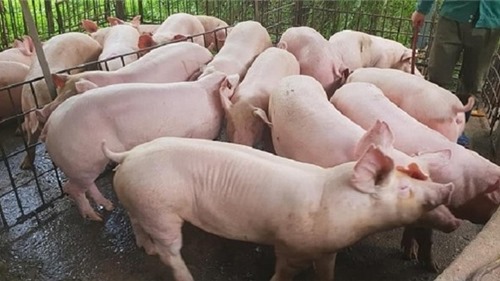 Thịt lợn hơi tiếp tục đà tăng 1.000 - 2.000 đồng/kg trên cả nước