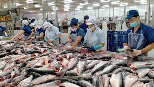 Xuất khẩu cá ngừ chạm 1,03 tỷ USD, xuất khẩu cá tra đạt kỷ lục 2,4 tỷ USD