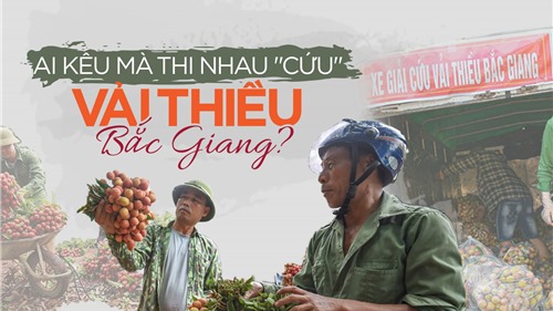“Giải cứu nông sản” nhìn từ vải thiều Bắc Giang: Ai kêu mà cứu? 