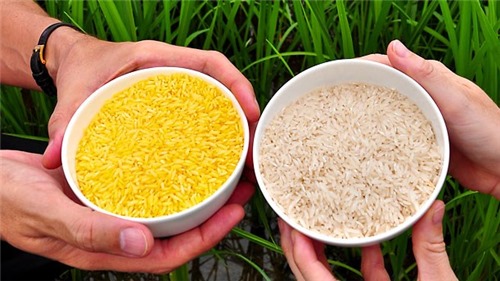 Sản xuất thương mại gạo vàng biến đổi gene