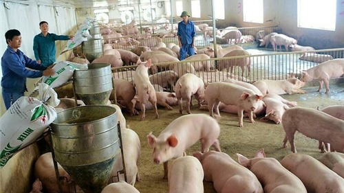Giá lợn hơi xuống thấp nhất trong vòng 2 năm