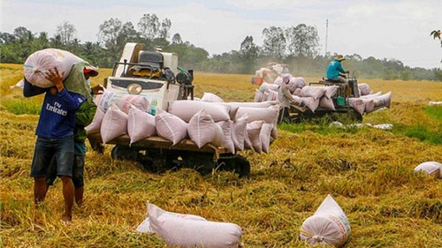 Giá thu mua lúa gạo bắt đầu tăng nhẹ