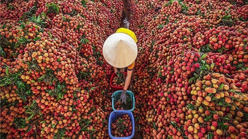 Thủ tướng chỉ đạo tháo gỡ khó khăn tiêu thụ nông sản cho Bắc Giang
