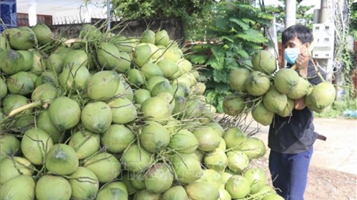 Xuất khẩu sản phẩm dừa và các sản phẩm chế biến từ dừa tiệm cận 1 tỷ USD