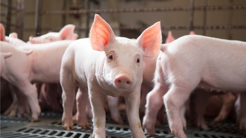 Giá lợn hơi giảm giá ở hầu hết các tỉnh thành