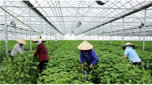 Hà Nội đạt hiệu quả cao trong việc đưa công nghệ cao vào nông nghiệp