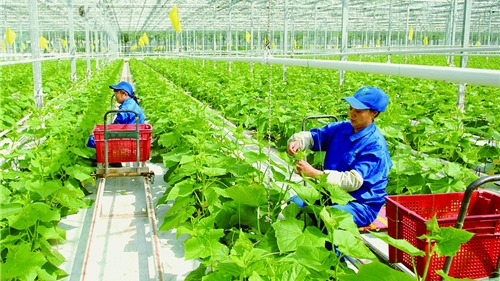 Hà Nội bổ sung kinh phí hỗ trợ các huyện ứng dụng công nghệ cao trong sản xuất nông nghiệp