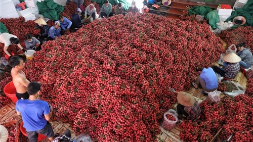 Bắc Giang đã tiêu thụ hơn 120.000 tấn vải thiều