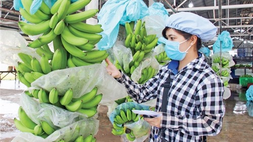 Hà Nội: Đẩy mạnh hỗ trợ doanh nghiệp chế biến sản phẩm nông sản