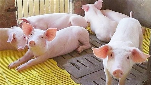 Giá lợn hơi tăng giảm trái chiều các địa phương