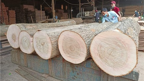 Doanh nghiệp gỗ giải bài toán nguyên liệu