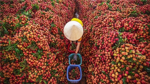 Cấp thêm 12 mã số vùng trồng vải thiều xuất khẩu cho tỉnh Bắc Giang