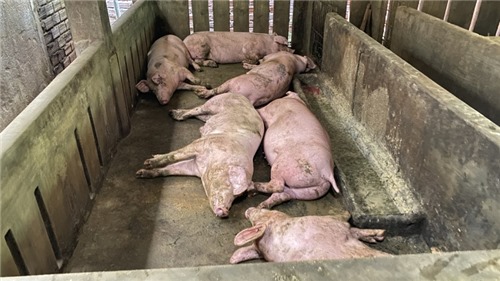 Đồng Nai: Người chăn nuôi chưa sử dụng vaccine phòng dịch tả lợn châu Phi