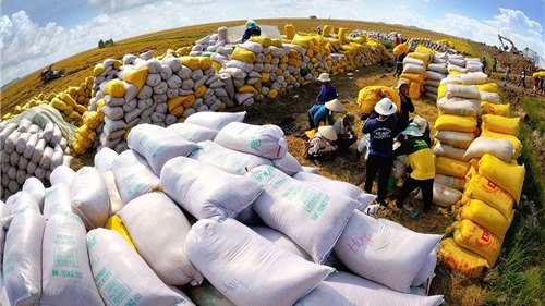 Cơ hội để gạo Việt vượt Thái Lan trong năm nay