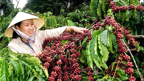 Xuất khẩu cà phê lần đầu vượt 4 tỷ USD