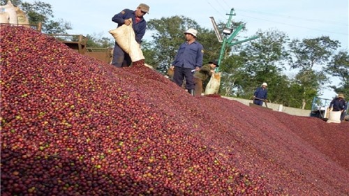 Xuất khẩu cà phê sang thị trường Hoa Kỳ tăng về chất