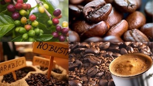 Xuất khẩu cà phê toàn cầu giảm 3,4% trong tháng Giêng