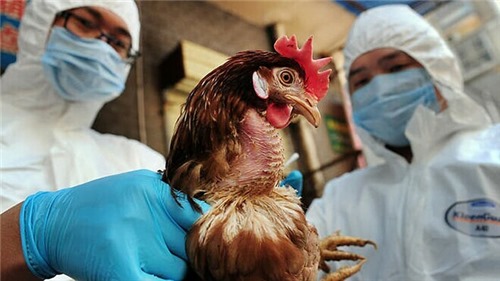 FAO và WHO khuyến cáo cảnh giác nhiễm cúm A H5N8 sang người