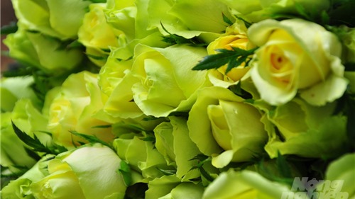 Hoa hồng Đà Lạt tiêu thụ mạnh, giá cao dịp Quốc tế Phụ nữ