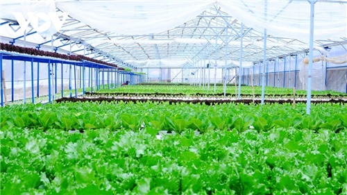 Đầu tư 260 tỉ đồng phát triển nông nghiệp hữu cơ
