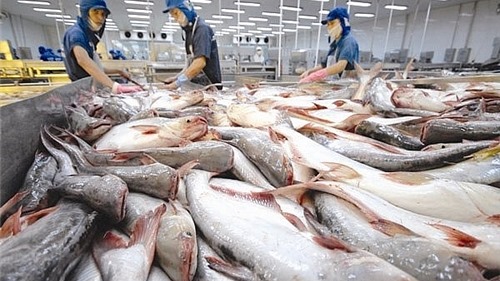 Xuất khẩu cá tra sang EU giảm mạnh trong 5 tháng đầu năm