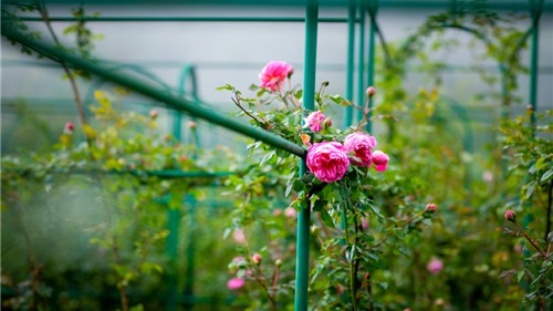 Siêu trải nghiệm tại “Xứ sở hoa hồng trong mây” rực rỡ nhất Tây Bắc
