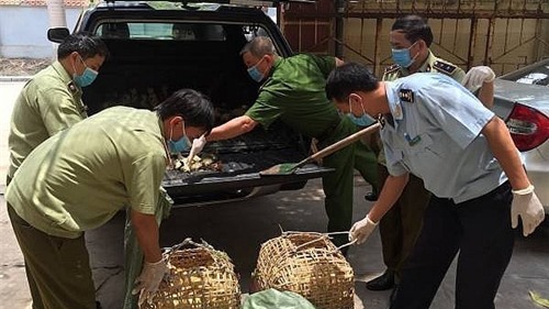 Tăng cường ngăn chặn vận chuyển trái phép gia cầm, sản phẩm gia cầm vào Việt Nam