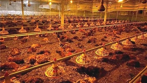 Hà Tĩnh: Hệ thống quạt gió gặp sự cố, một trang trại thiệt hại gần 10.000 con gà